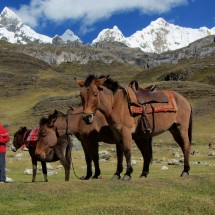 Our donkey Teodoro and two mules Teja and Rambo in the Huayhuash camp with 5653 meters high Nevado Trapecio on the left